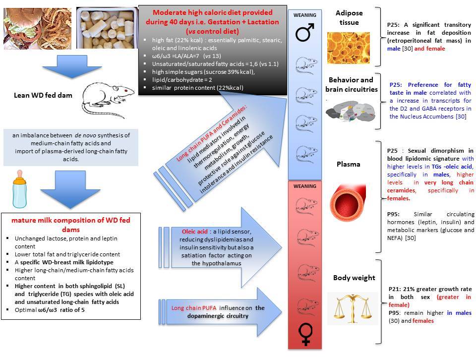 Un régime calorique modifie le métabotype du lait maternel et le lipidome de la descendance 