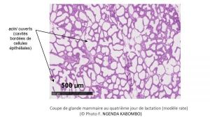 francisca ngenda kabombo francisca ngenda kabombo