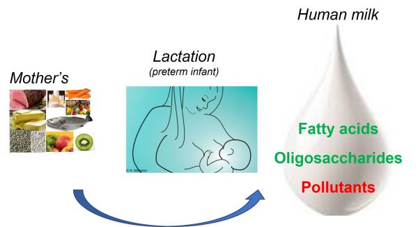 Associations entre le régime alimentaire de la mère et les marqueurs d'exposition nutritionnelle et chimique dans le lait maternel de la cohorte LACTACOL d'enfants prématurés