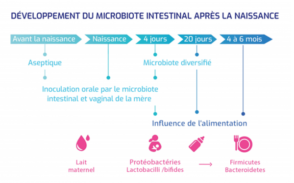 Developpement-microbiote-intestinal-apres-nanaissance-UMR-Phan_1